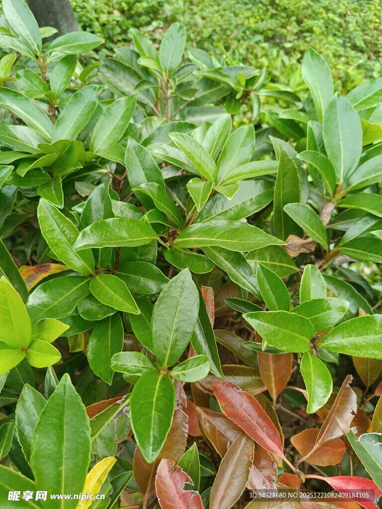 翠绿植物与红叶交织景象