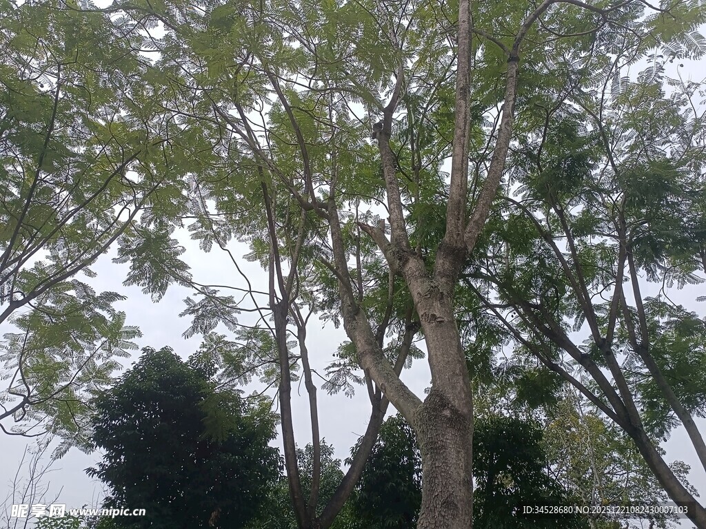 高大树木枝叶繁茂景象