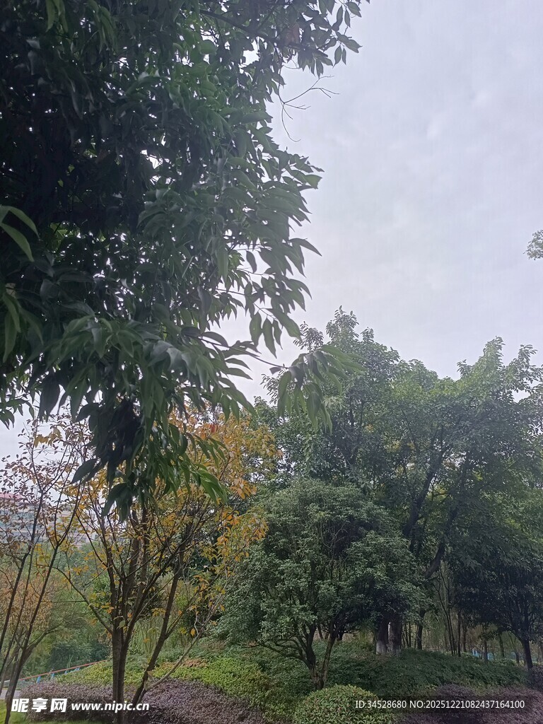 户外绿意盎然的树木景观