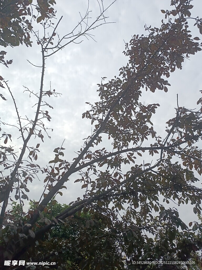 阴天里的繁茂树木