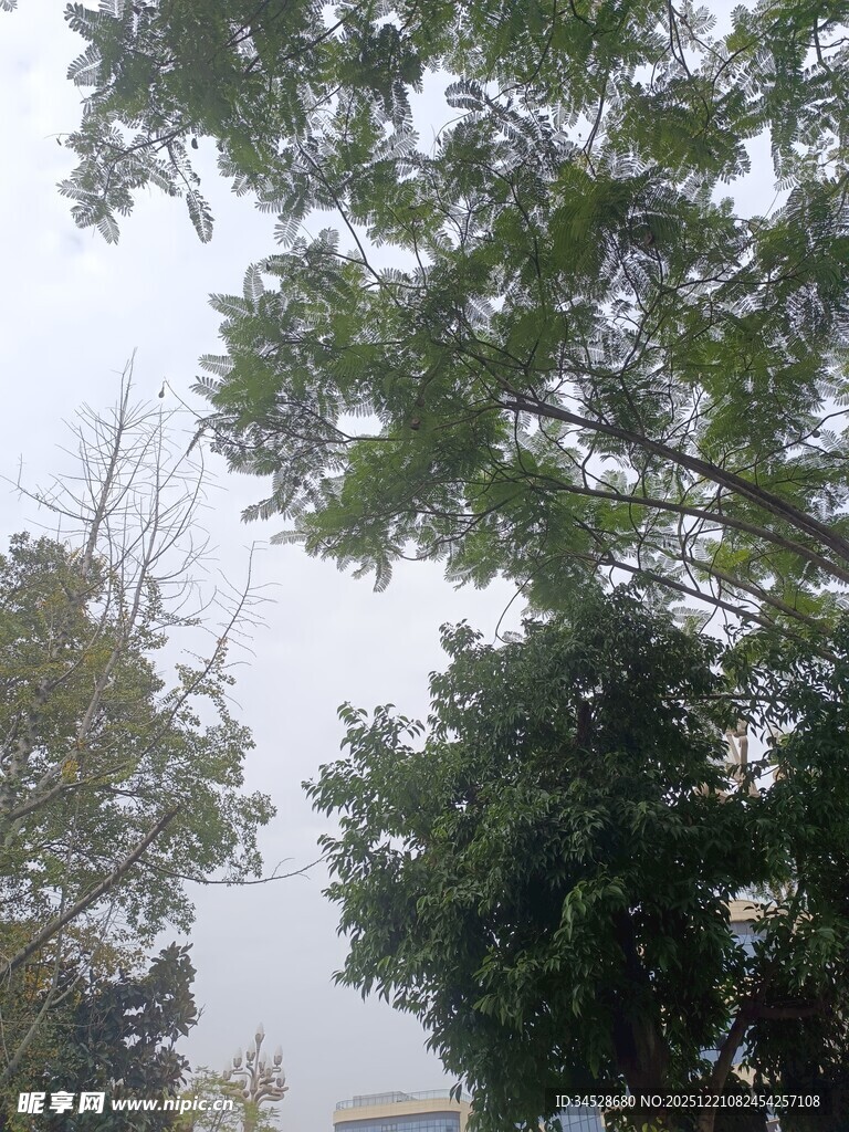 绿树掩映下的朦胧景致