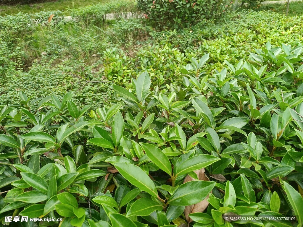 翠绿繁茂的茶叶种植园