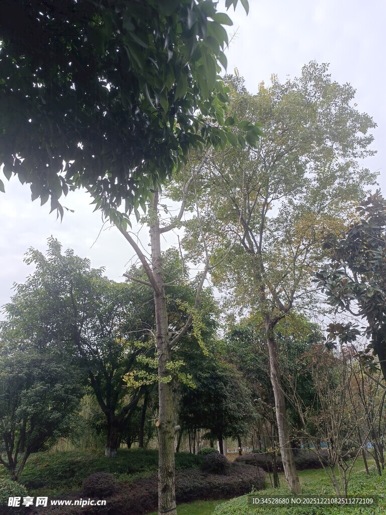 绿意盎然的公园树林景色