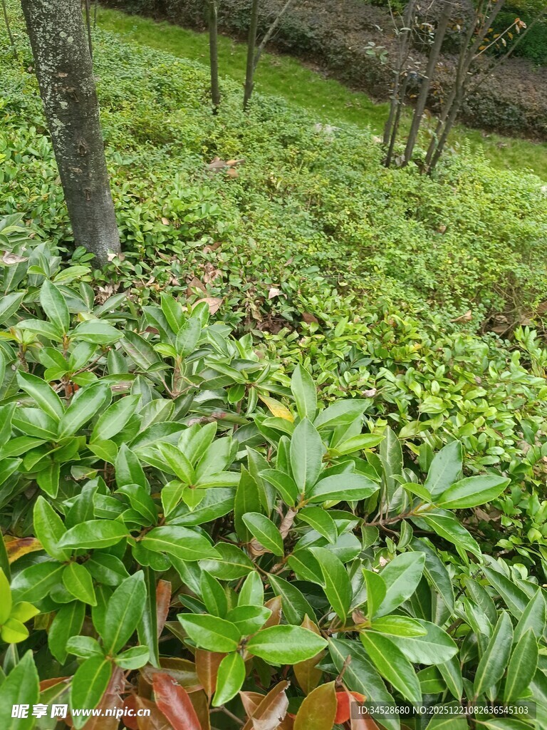 绿意盎然的林下植物景观