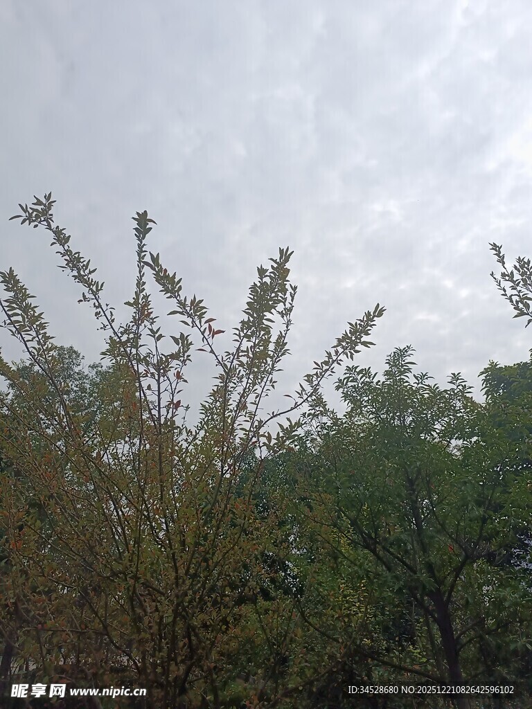 户外绿树与天空景象