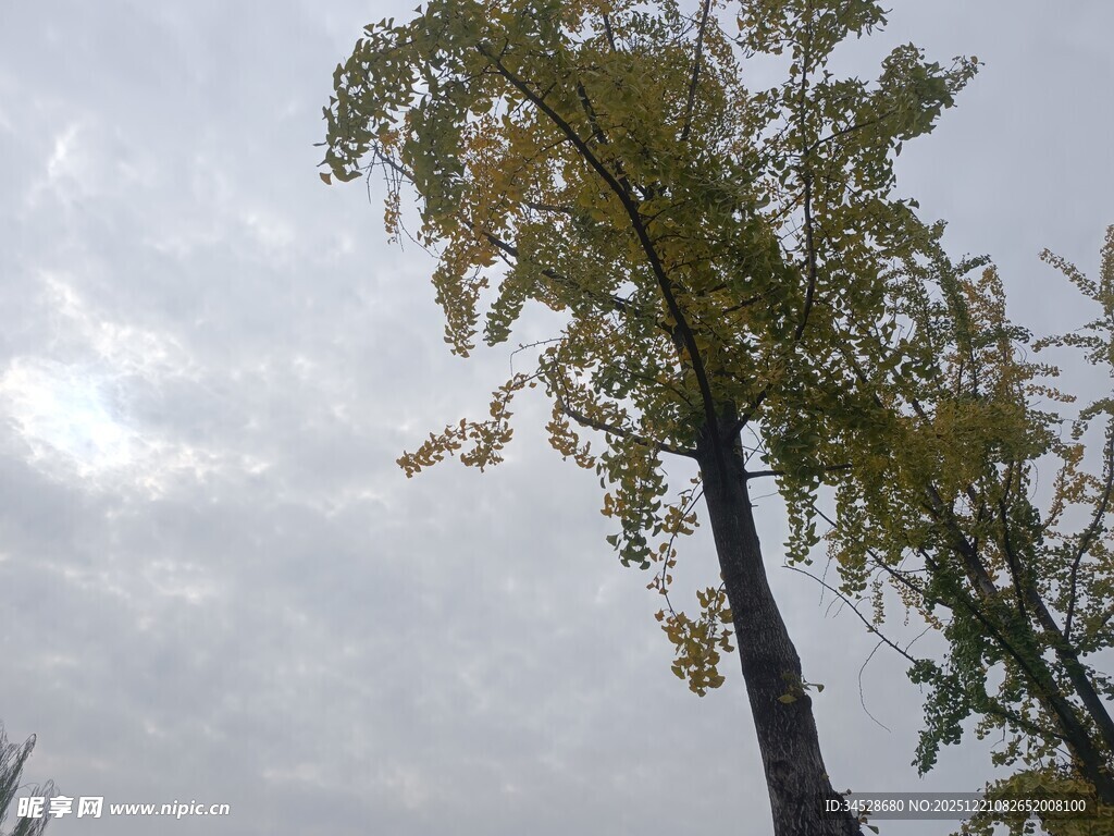 秋日树木与天空景致