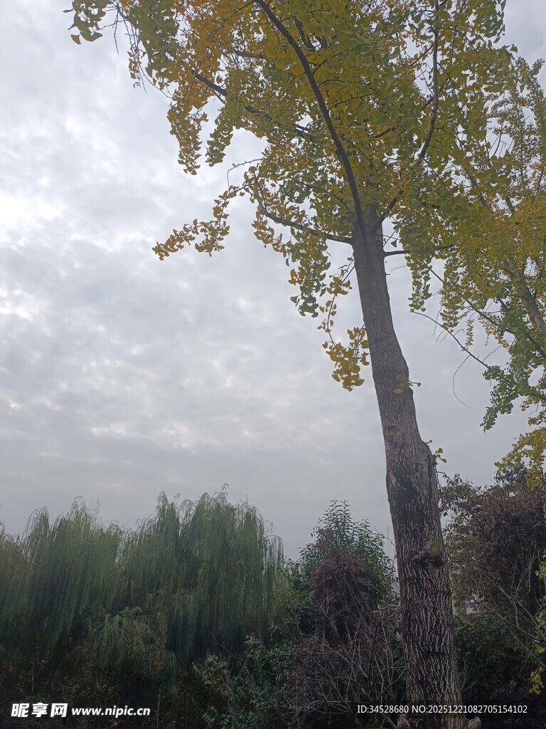 秋日挺拔树木与朦胧天色