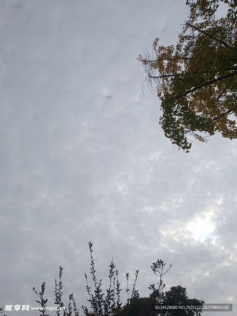 透过枝叶看天空