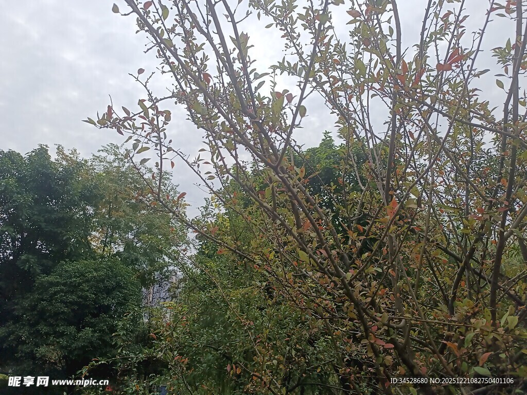 秋日树林中的繁茂树木