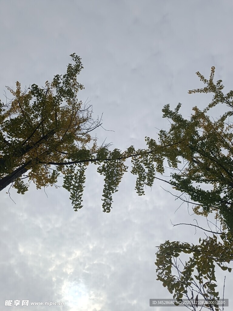 仰视树枝与天空景象