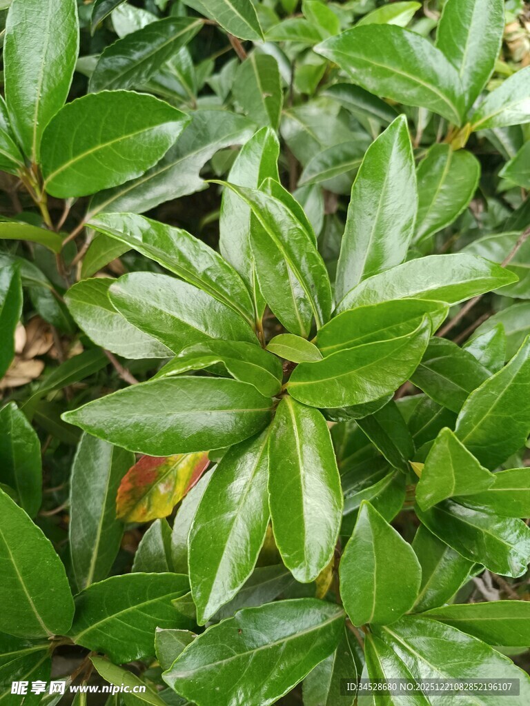 翠绿叶片的植物特写
