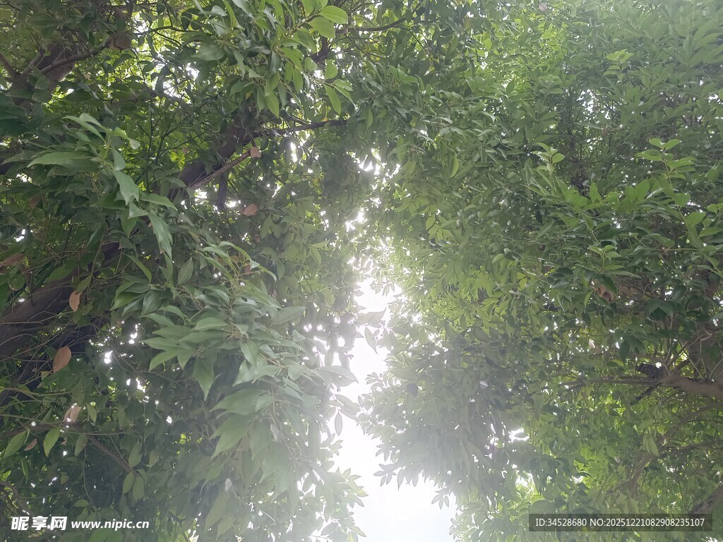 阳光透过繁茂树叶的景象