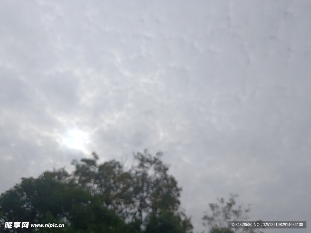 透过树梢看朦胧天空