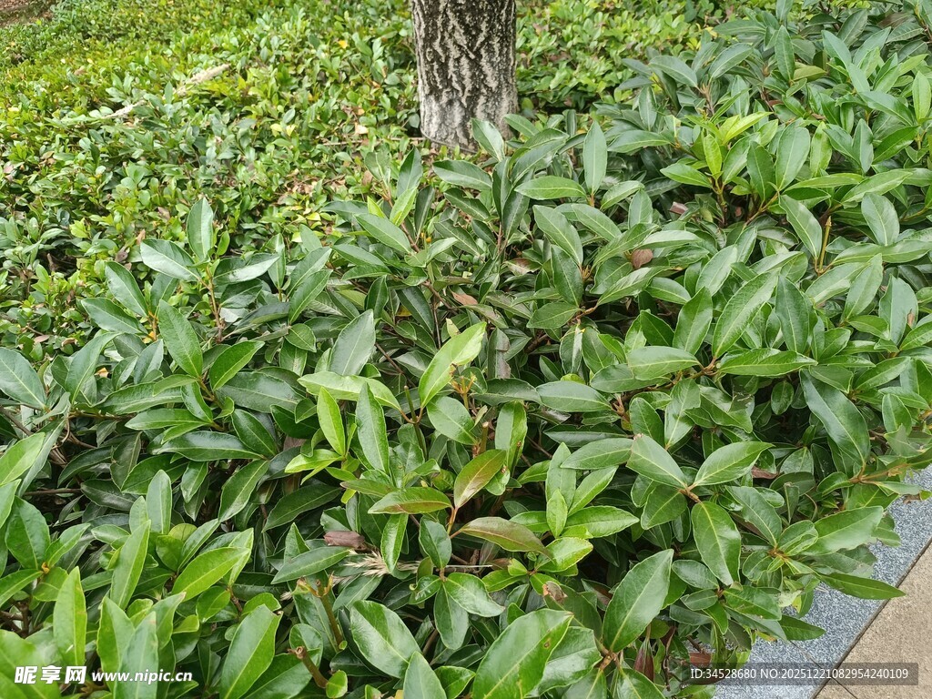 树下翠绿繁茂的植物景观