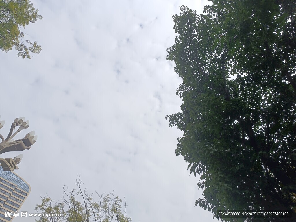 仰视绿树与建筑