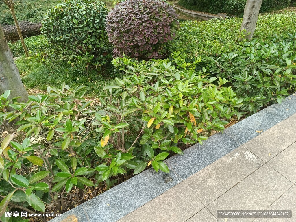 花园绿植景观