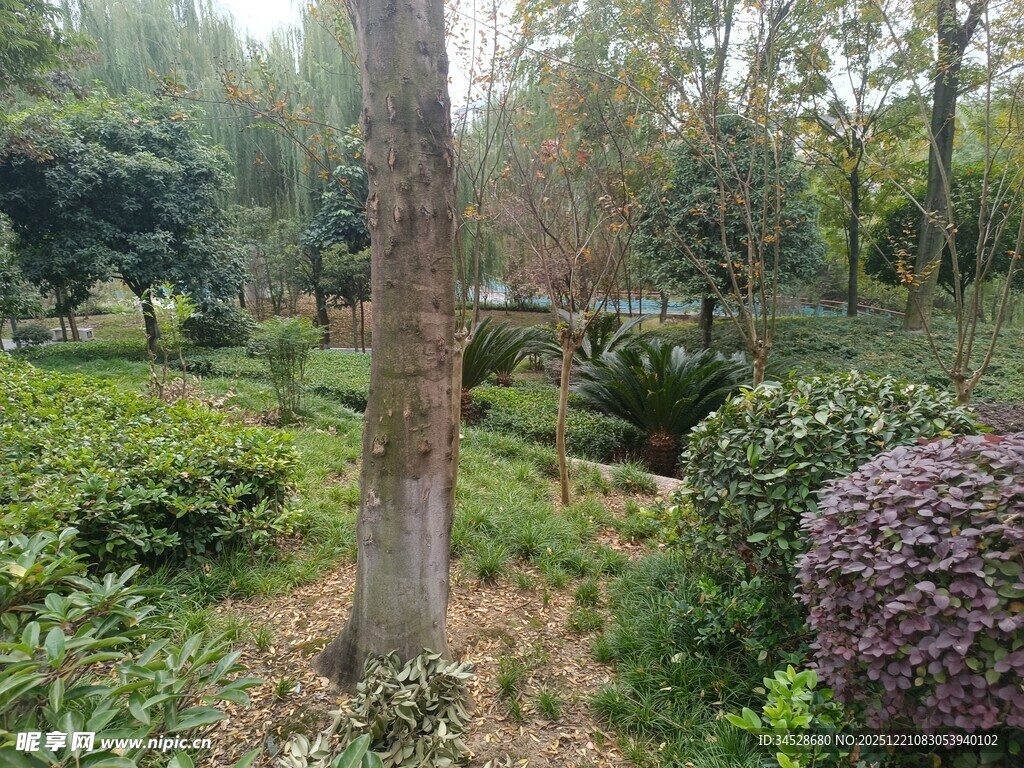 园林中的树木与绿植景观