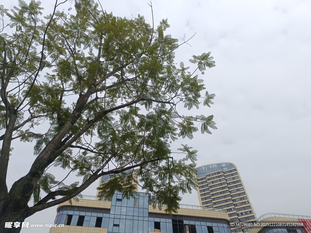 城市中大树与建筑景观