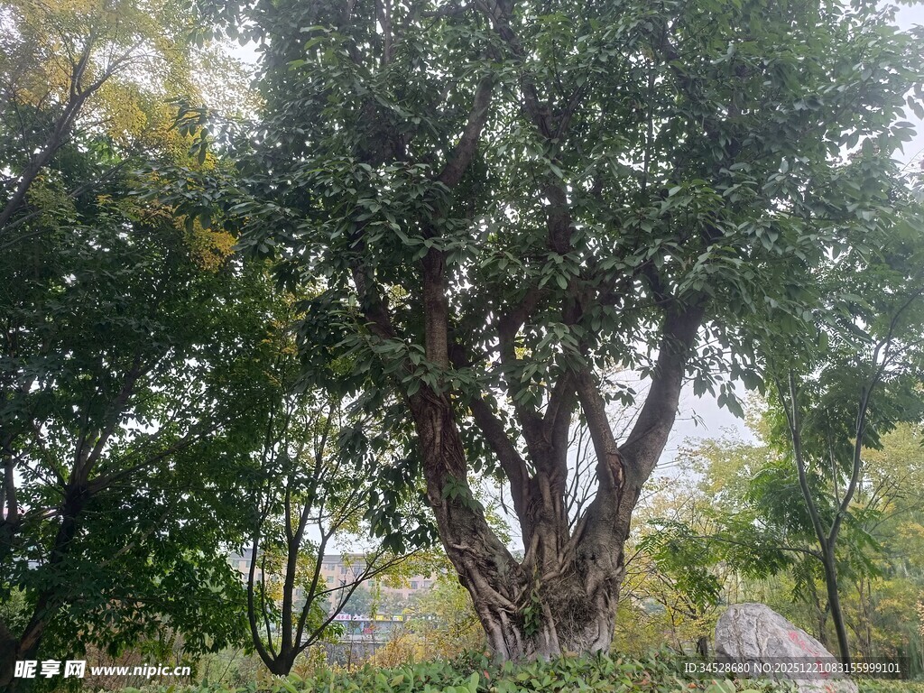 粗壮繁茂的古老大树