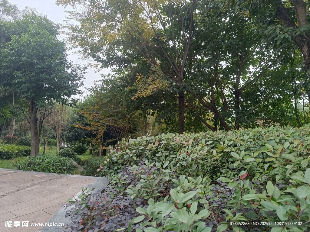 林间小道旁的繁茂绿植