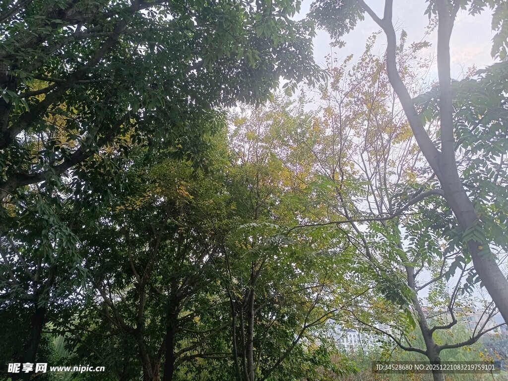 林间阳光洒落的静谧景象