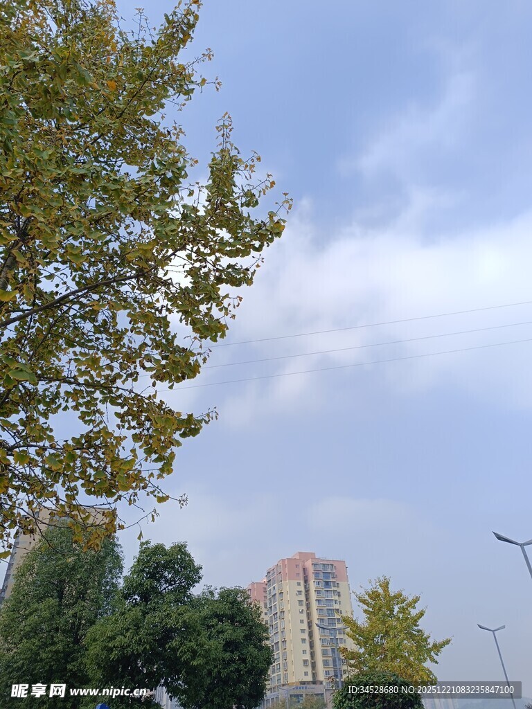 城市秋日树梢上的天空