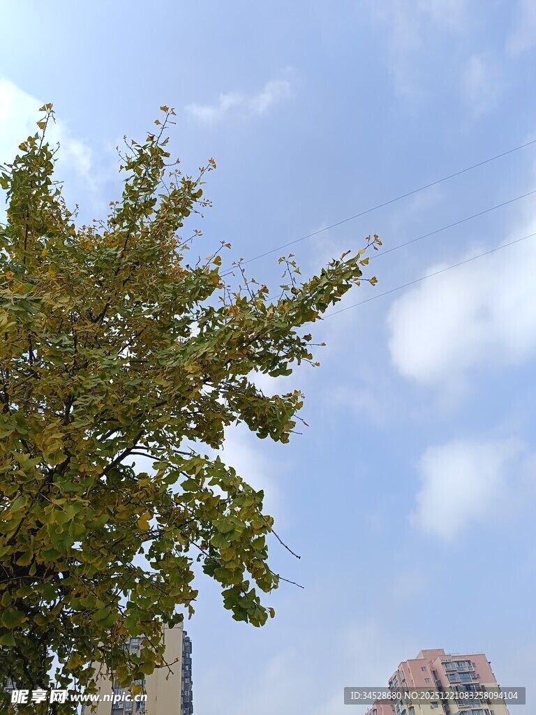 蓝天绿树旁的城市风景