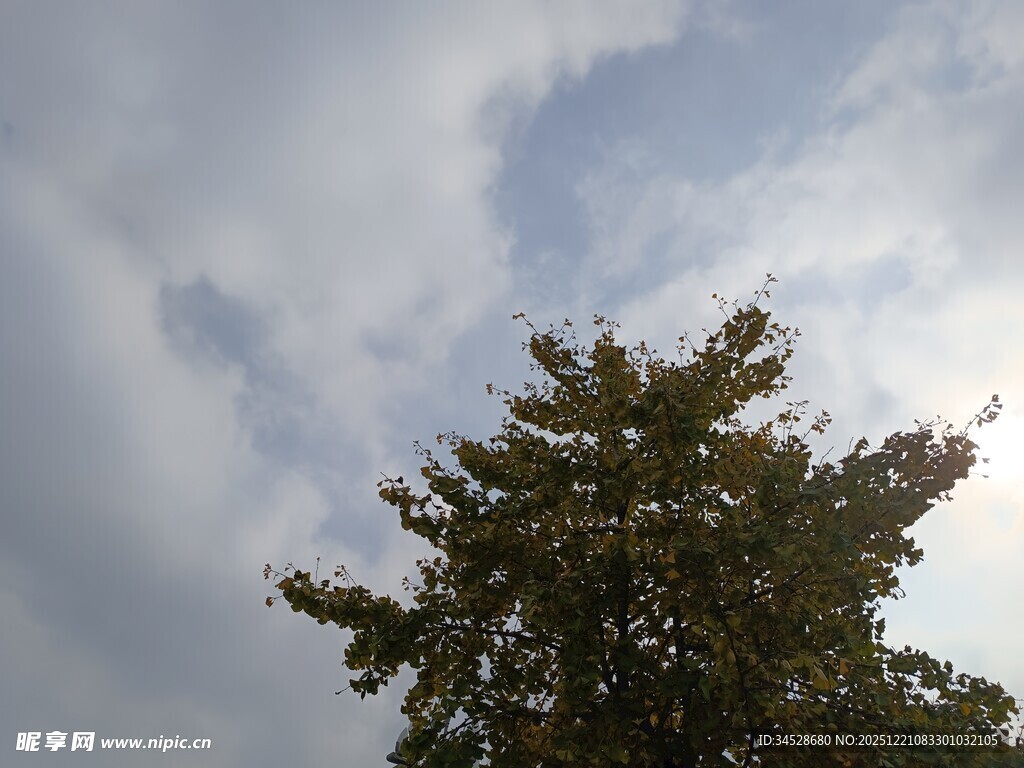 仰观树冠与天际流云