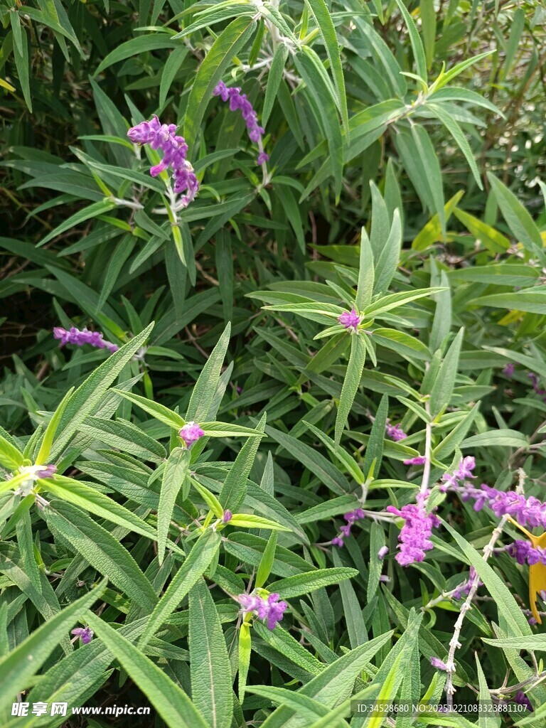 紫色小花与绿叶植物景观