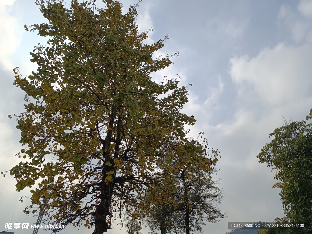 秋日挺拔树木与蓝天白云