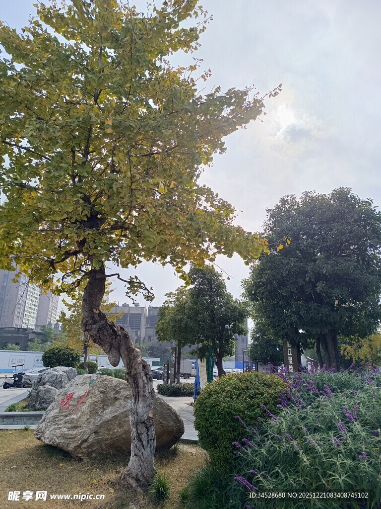 公园中的独特树木景观