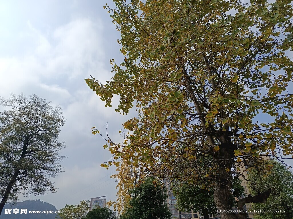 秋日户外树木风景图