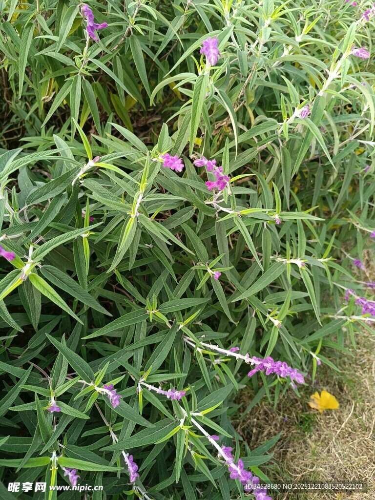 绿叶间的紫色小花绽放