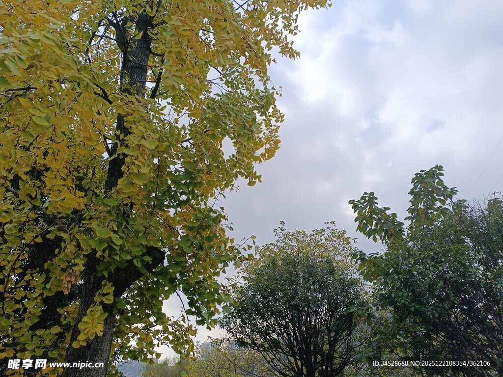 秋日银杏与葱郁树木景观