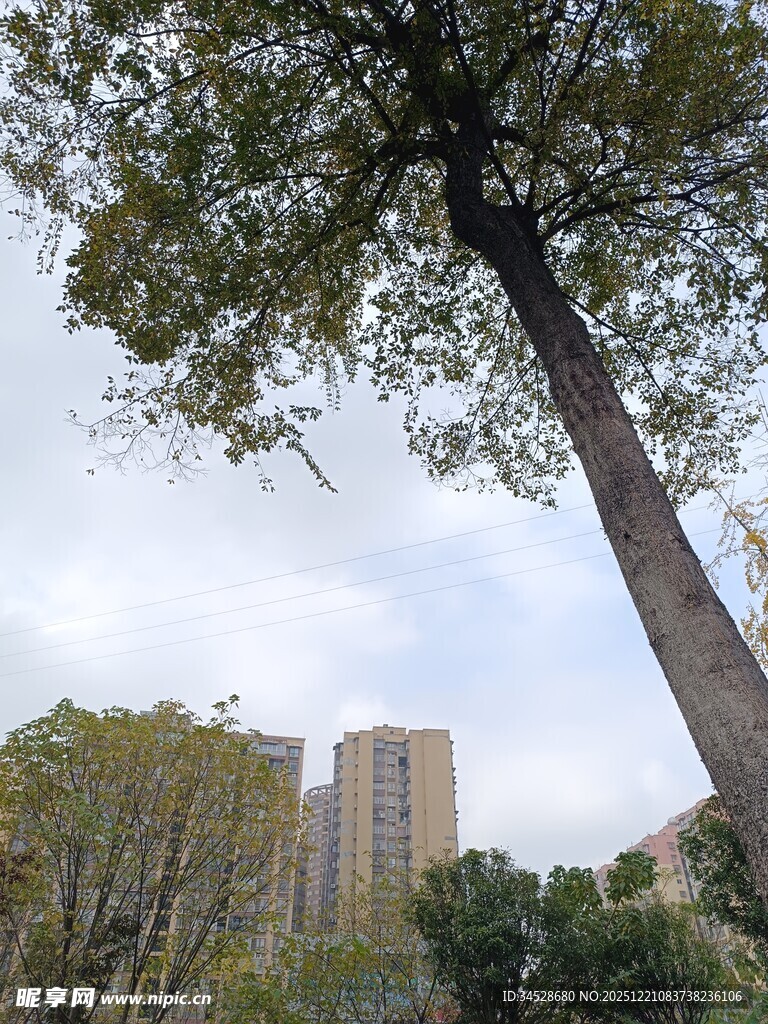 城市中挺拔的大树与高楼