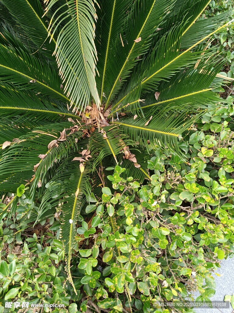 铁树绿植特写