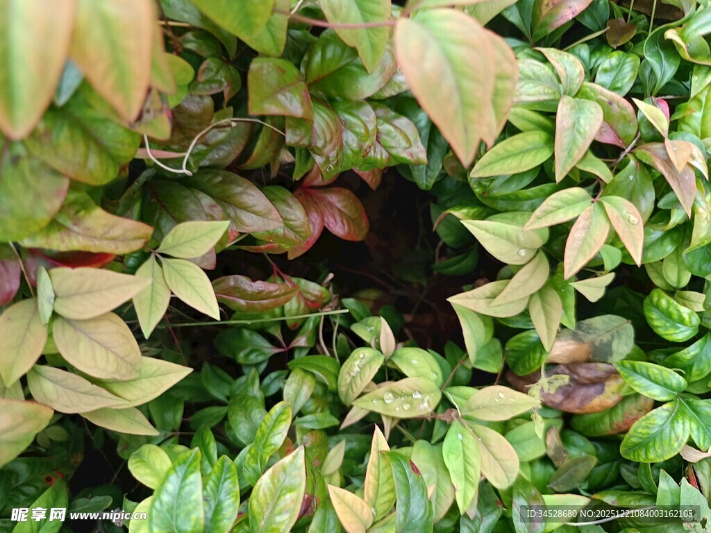 多彩斑斓的植物叶片特写