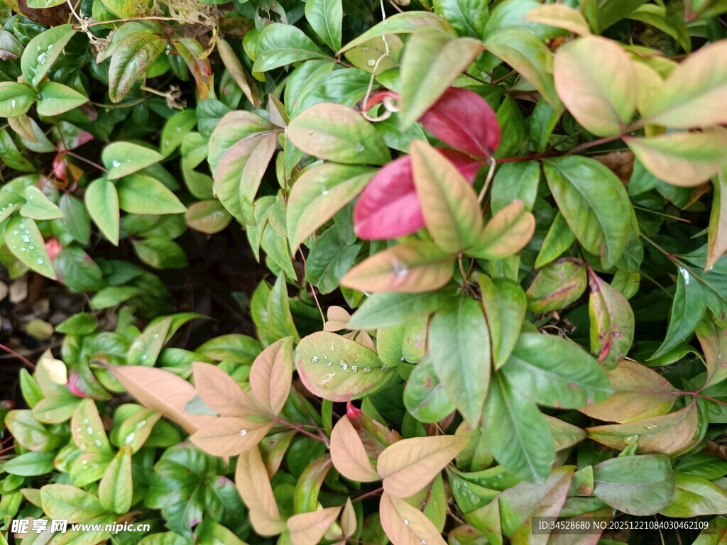 多彩叶片的植物景观