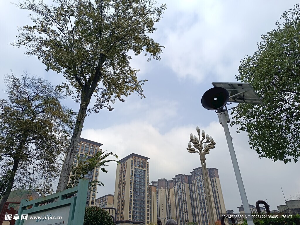 城市街道旁的树木与建筑