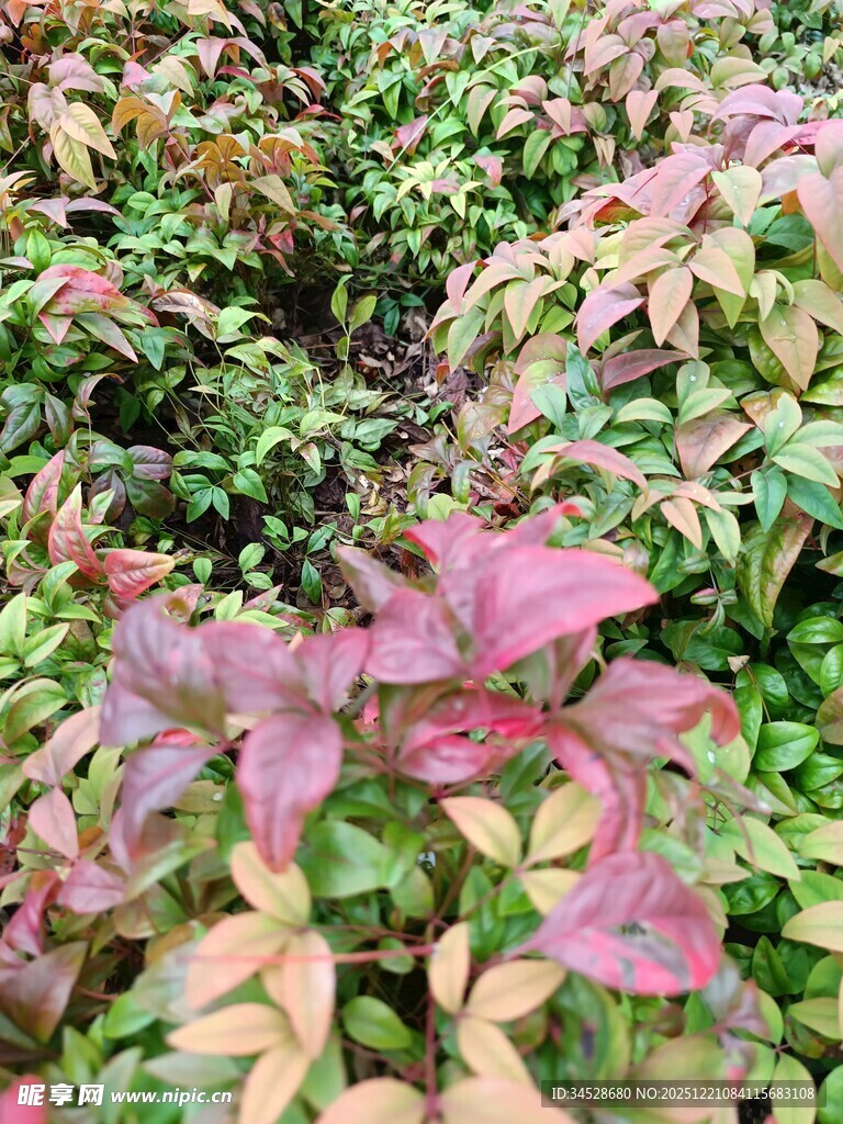 多彩斑斓的植物景观