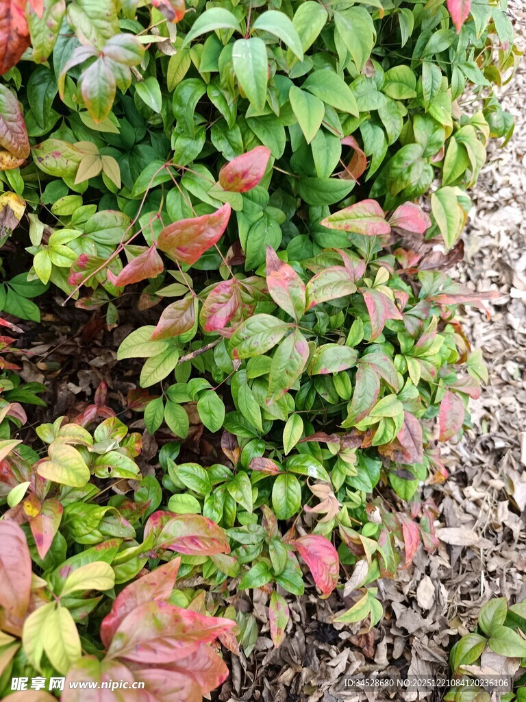 多彩斑斓的绿植叶片