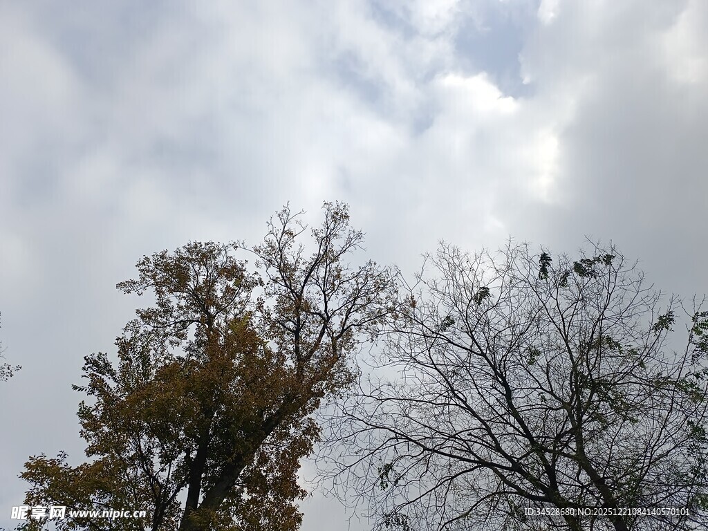 秋日树梢上的天空景致