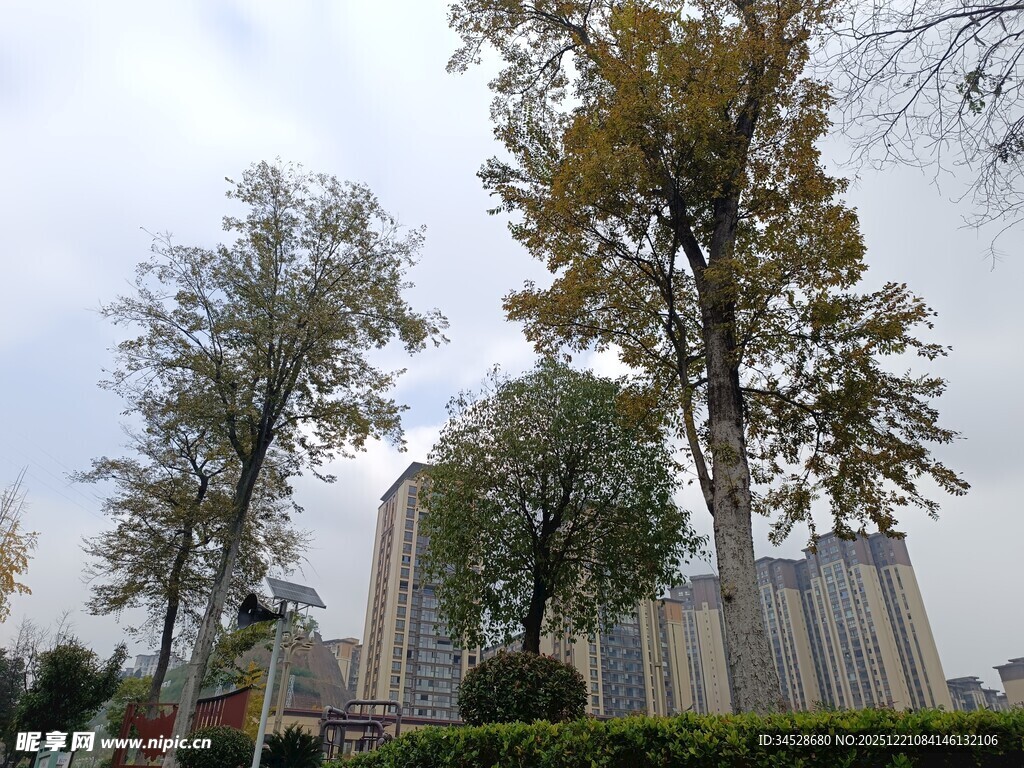 城市中高大树木与建筑景观