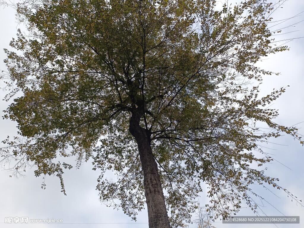 挺拔绿树映蓝天