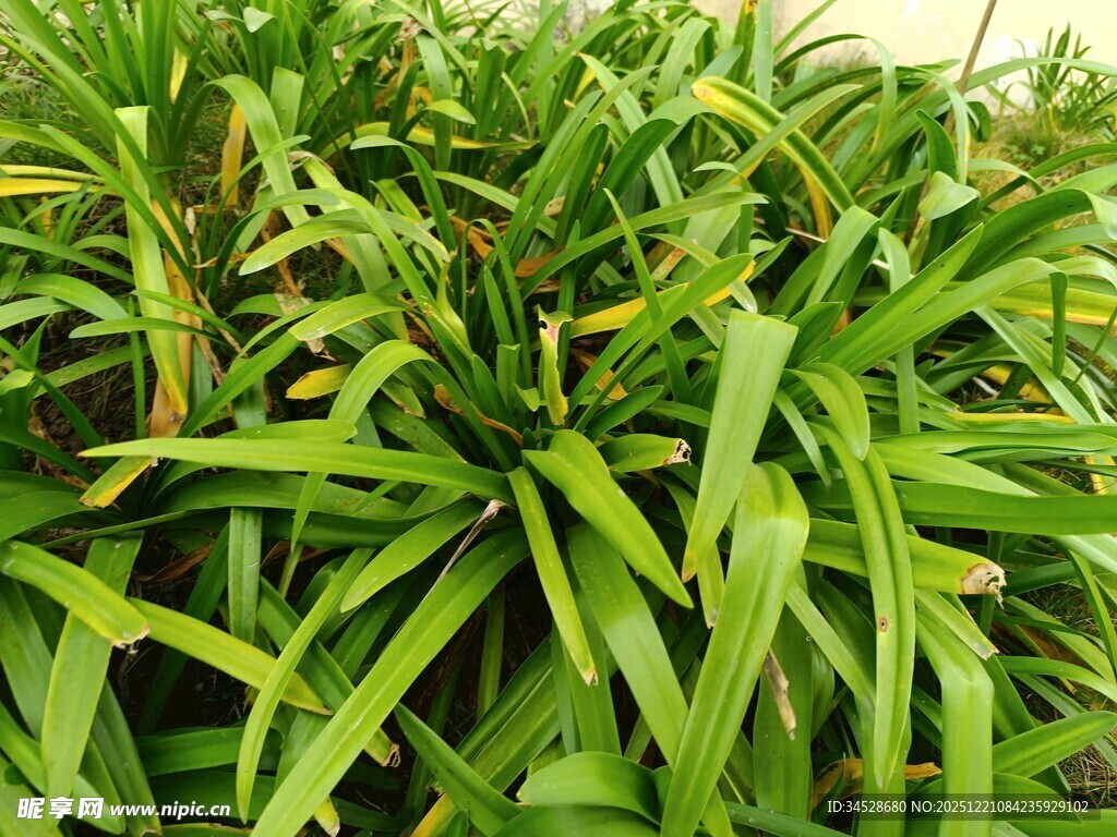 翠绿繁茂的长条状叶片植物
