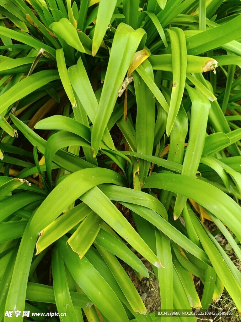 翠绿繁茂的长条状叶片植物
