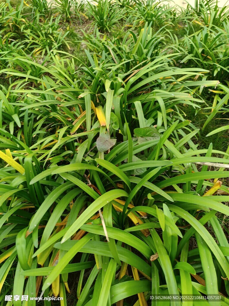 翠绿丛生的阔叶植物