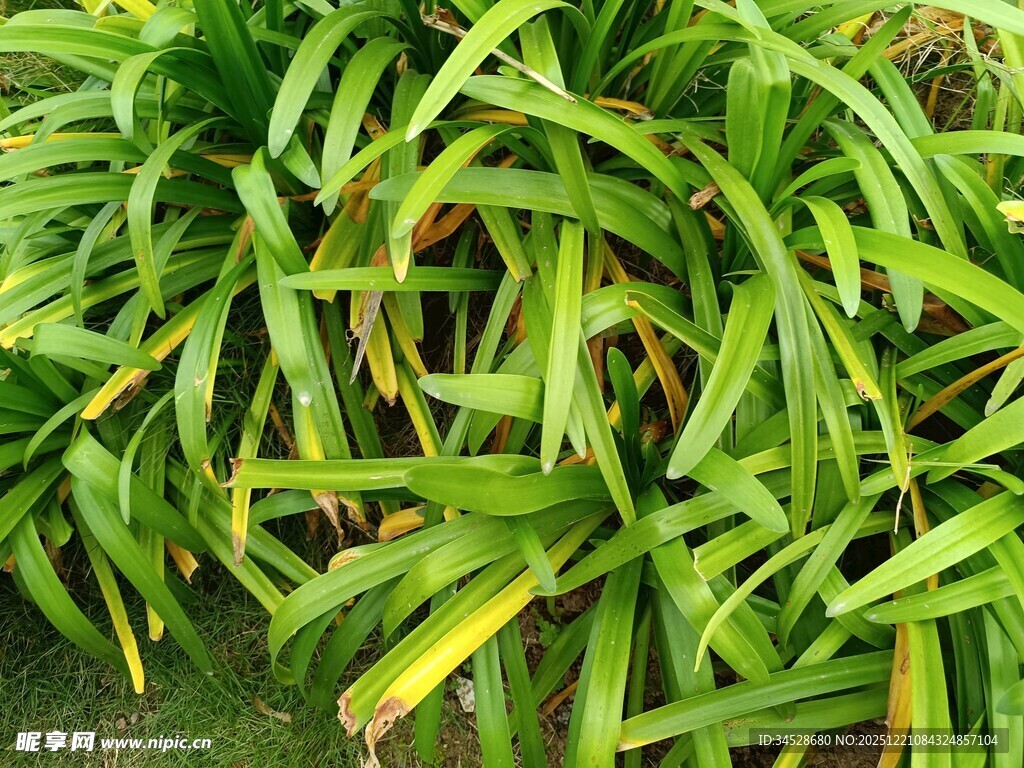 翠绿繁茂的长条状绿植