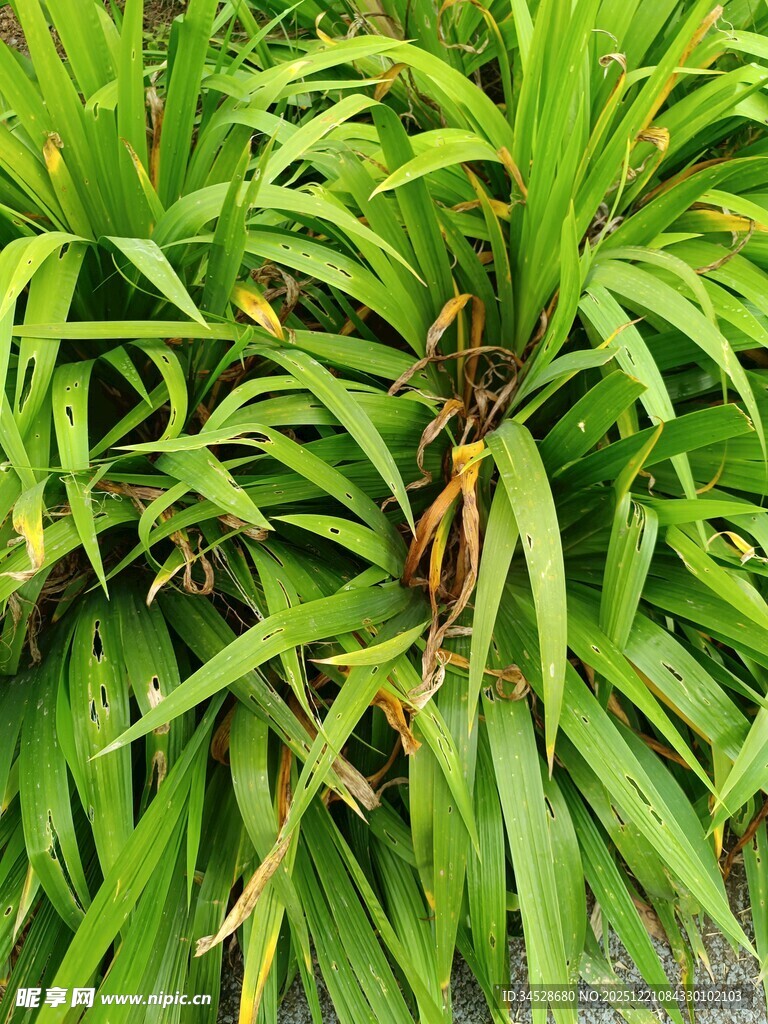 翠绿繁茂的热带植物叶片