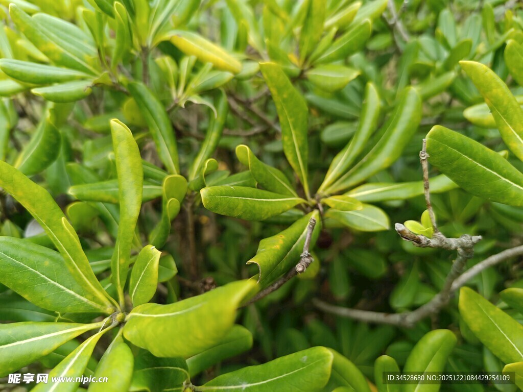 翠绿丛生的多叶植物